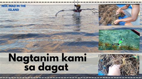 'kantotan sa dagat' Search .